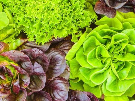 Green Salad Bowl Lettuce Vegetable Seed For Discount