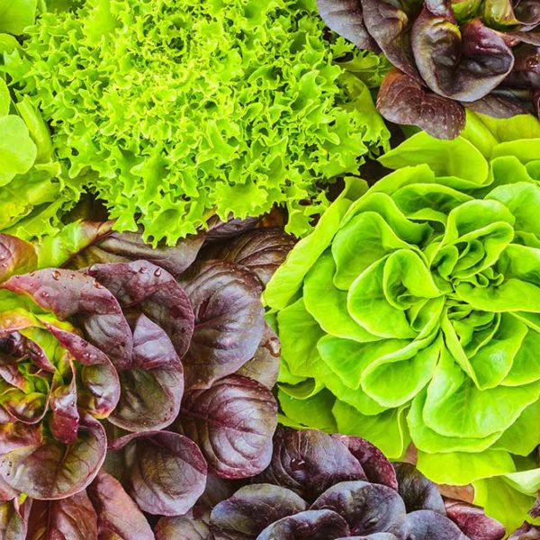 Green Salad Bowl Lettuce Vegetable Seed For Discount